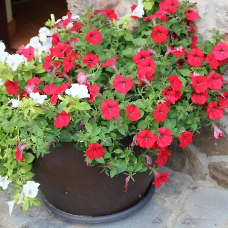 Lägenhet La Cotera - Barrio De Arriba Segunda Entrada 2