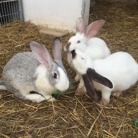 La Cotera - Barrio De Arriba Segunda Entrada 2 Appartement