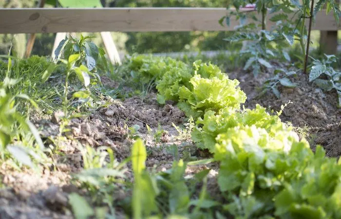 Lejlighed La Cotera - Barrio De Arriba Segunda Entrada 2