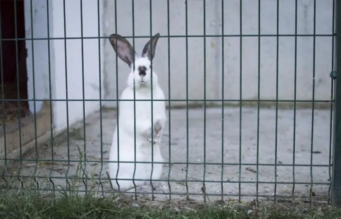 La Cotera - Barrio De Arriba Segunda Entrada 2 *
