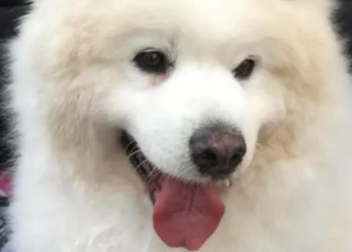 La Cotera - Barrio De Arriba Segunda Entrada 2 Cambarco